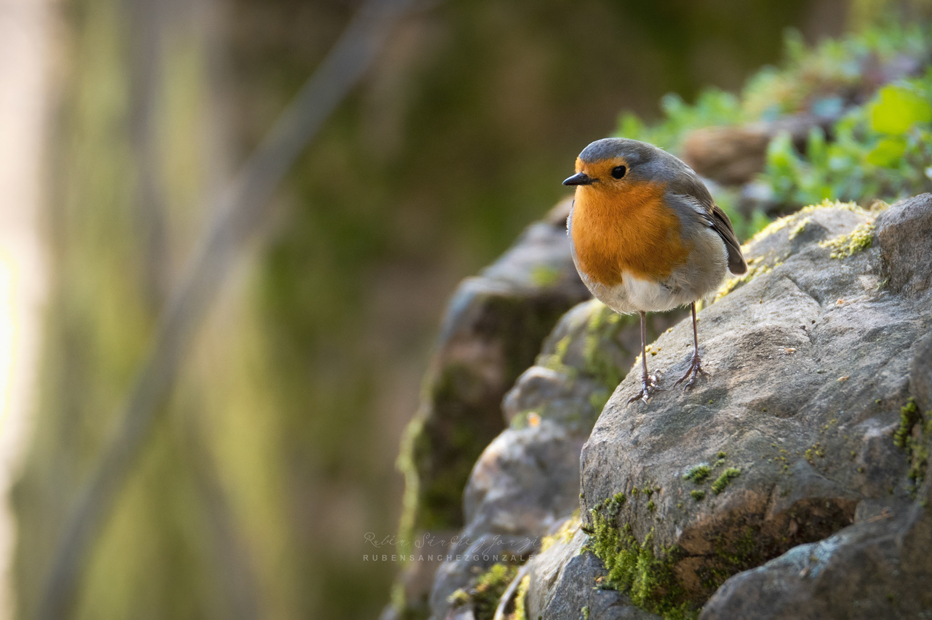 Petirrojo Paporrubio o Erithacus rubecula - Aves