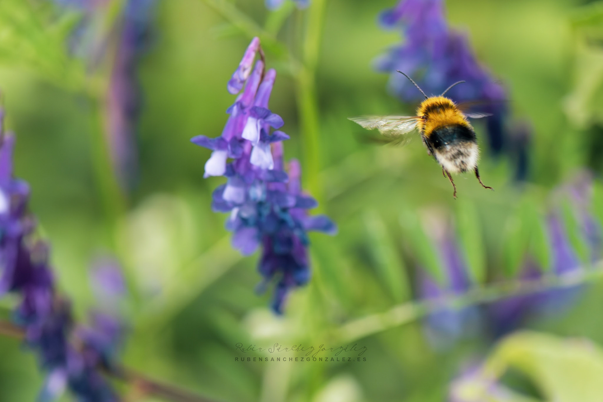 Abeja o Bombus pascuorum - Macro