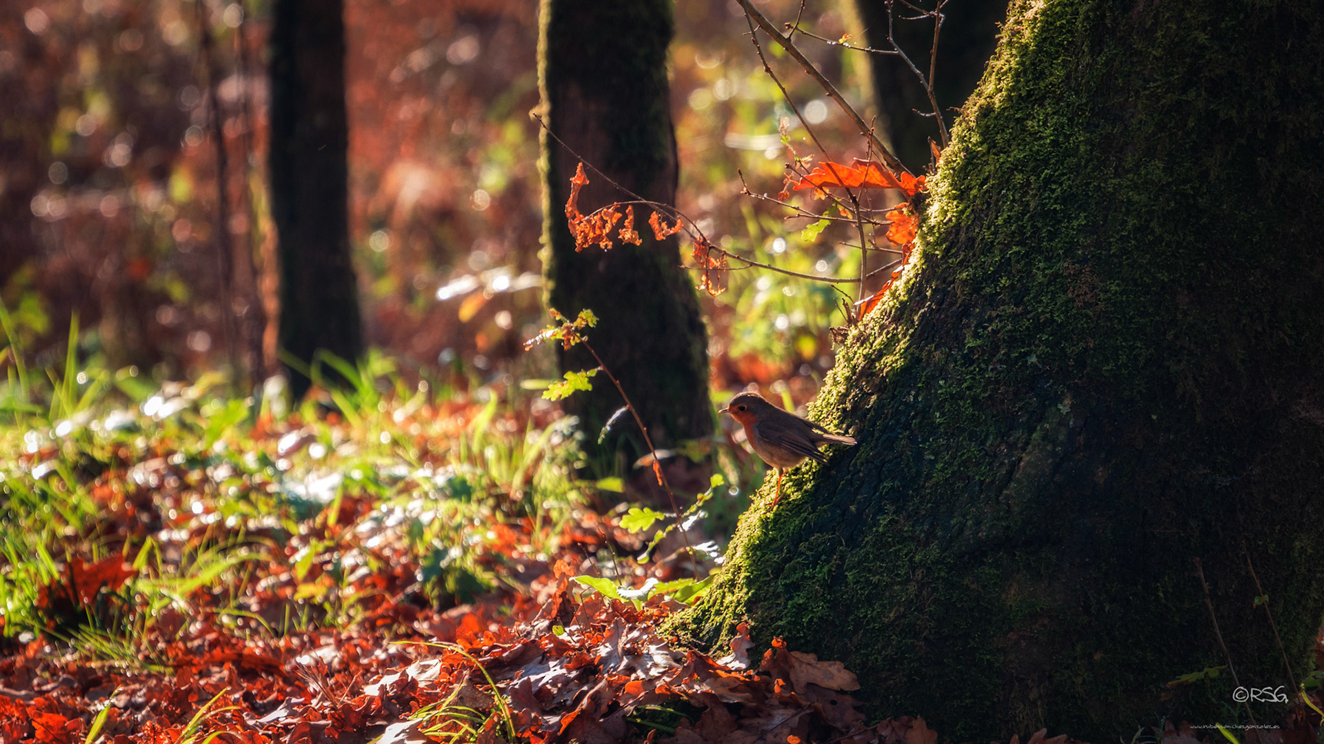 Petirrojo Paporrubio o Erithacus rubecula - Aves