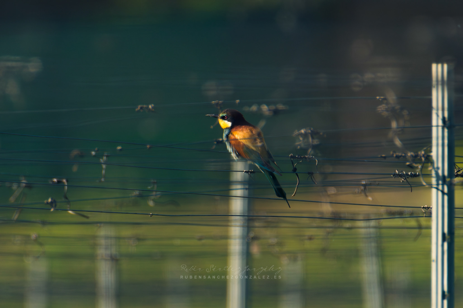 Abejaruco o Merops apiaster - Aves