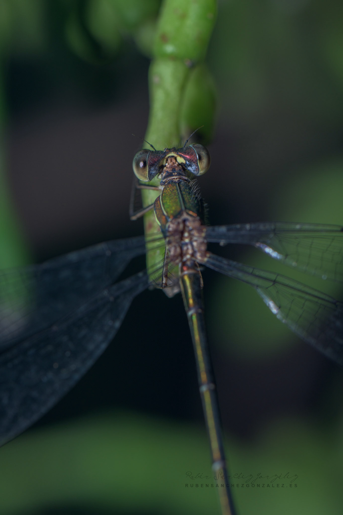 Libelula o Lestes inaequalis - Macro