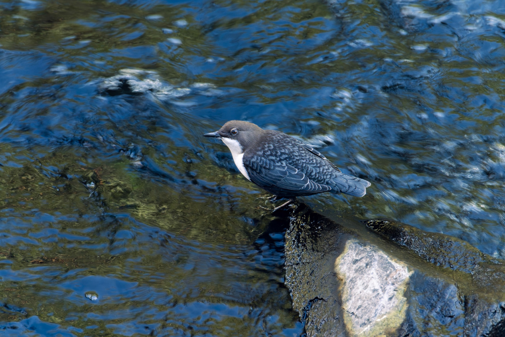 Mirlo Acuáyico o cinclus cinclus - Aves