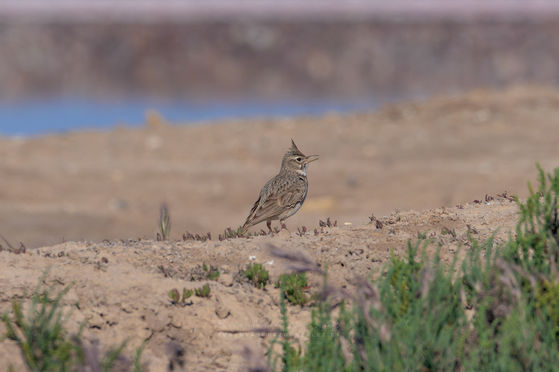 Cogujada común o Galerida cristata - Aves