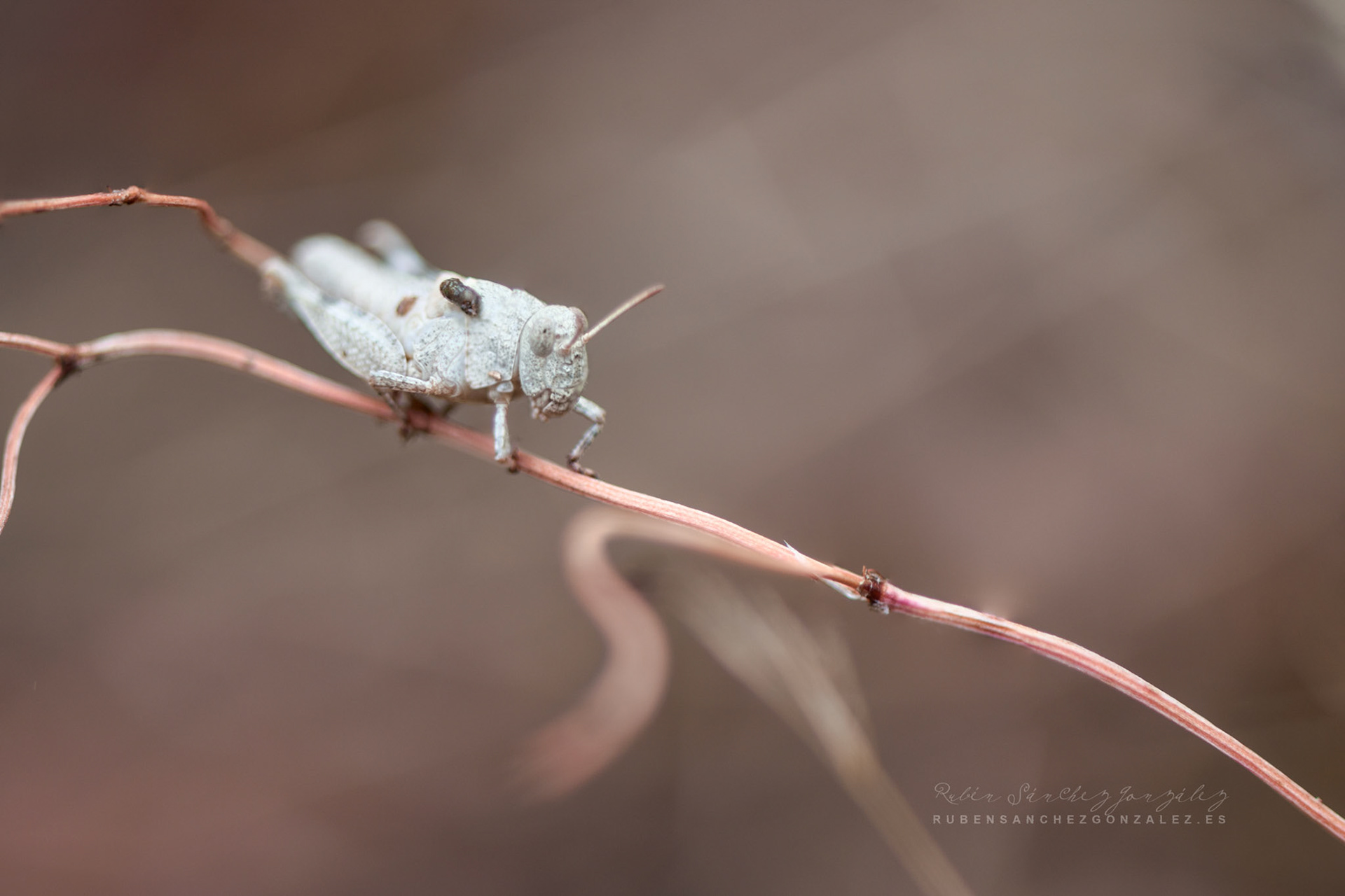 Saltamontes Oedipoda caerulescens - Macro