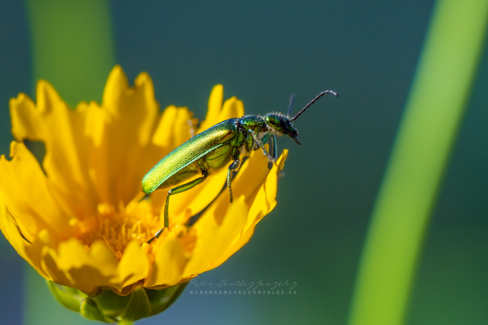Cantárida medicinal o Lytta vesicatoria - Macro