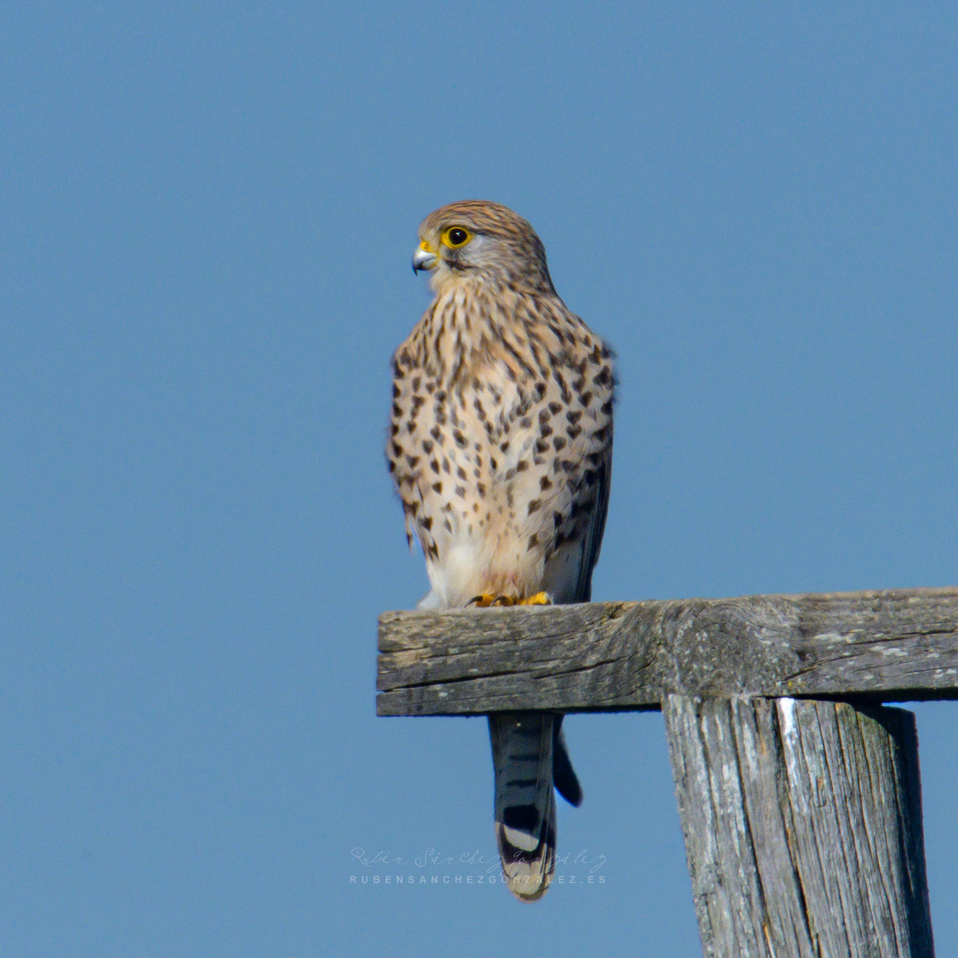 Cernícalo vulgar o Falco tinnunculus - Aves