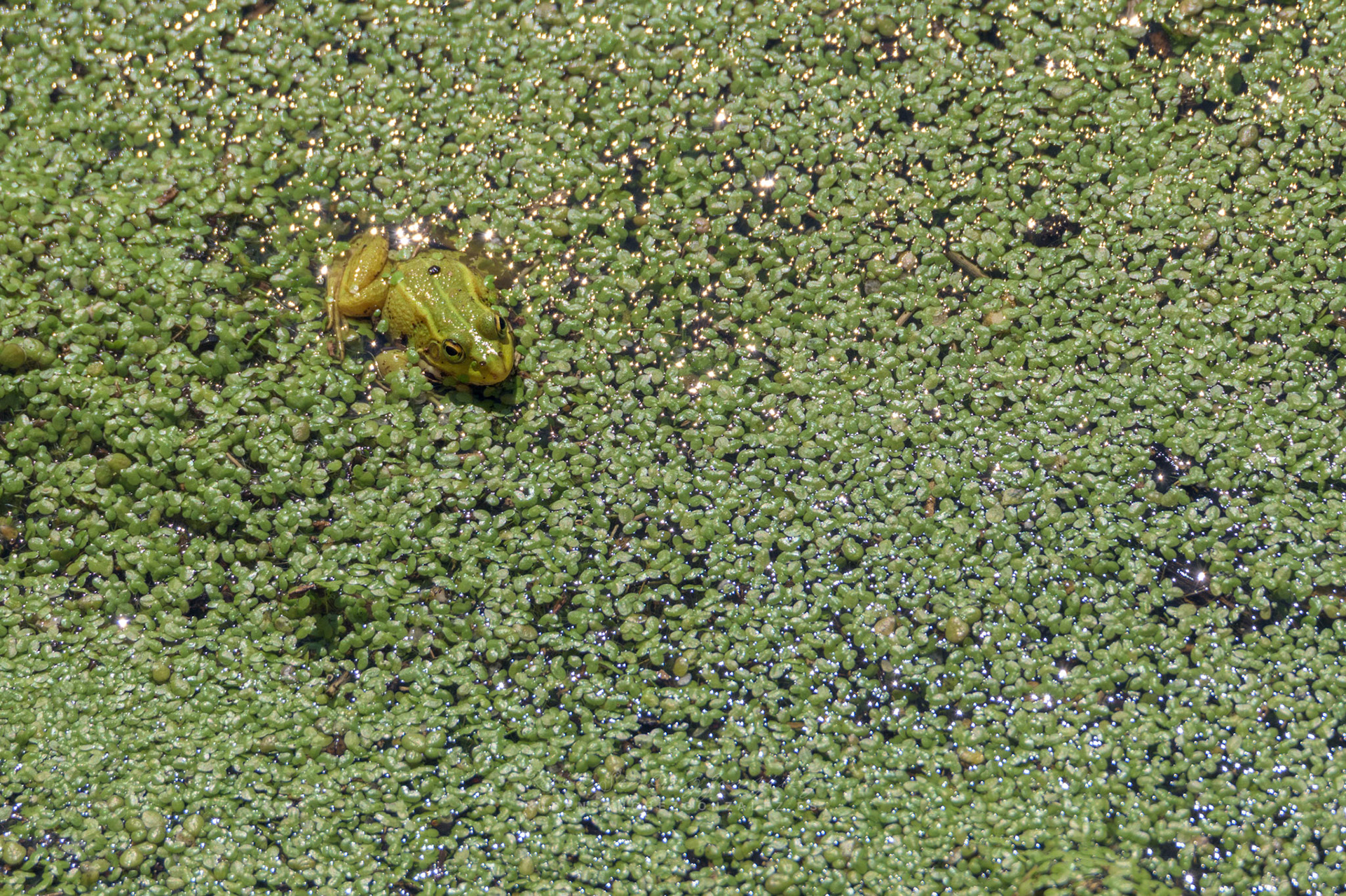 Rana verde o Pelophylax lessonae - Anfibio