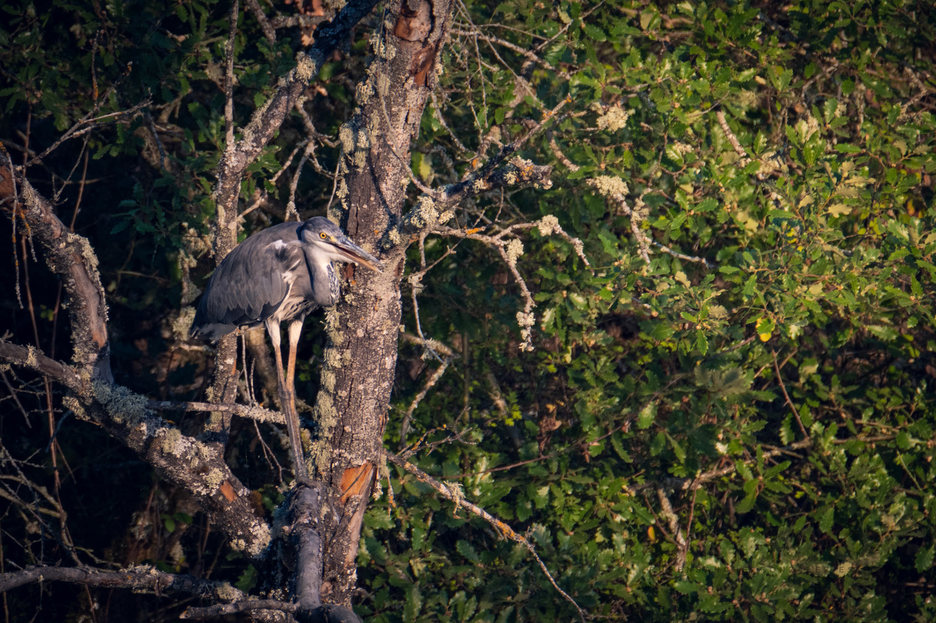 Garza Real o Ardea cinerea - Aves
