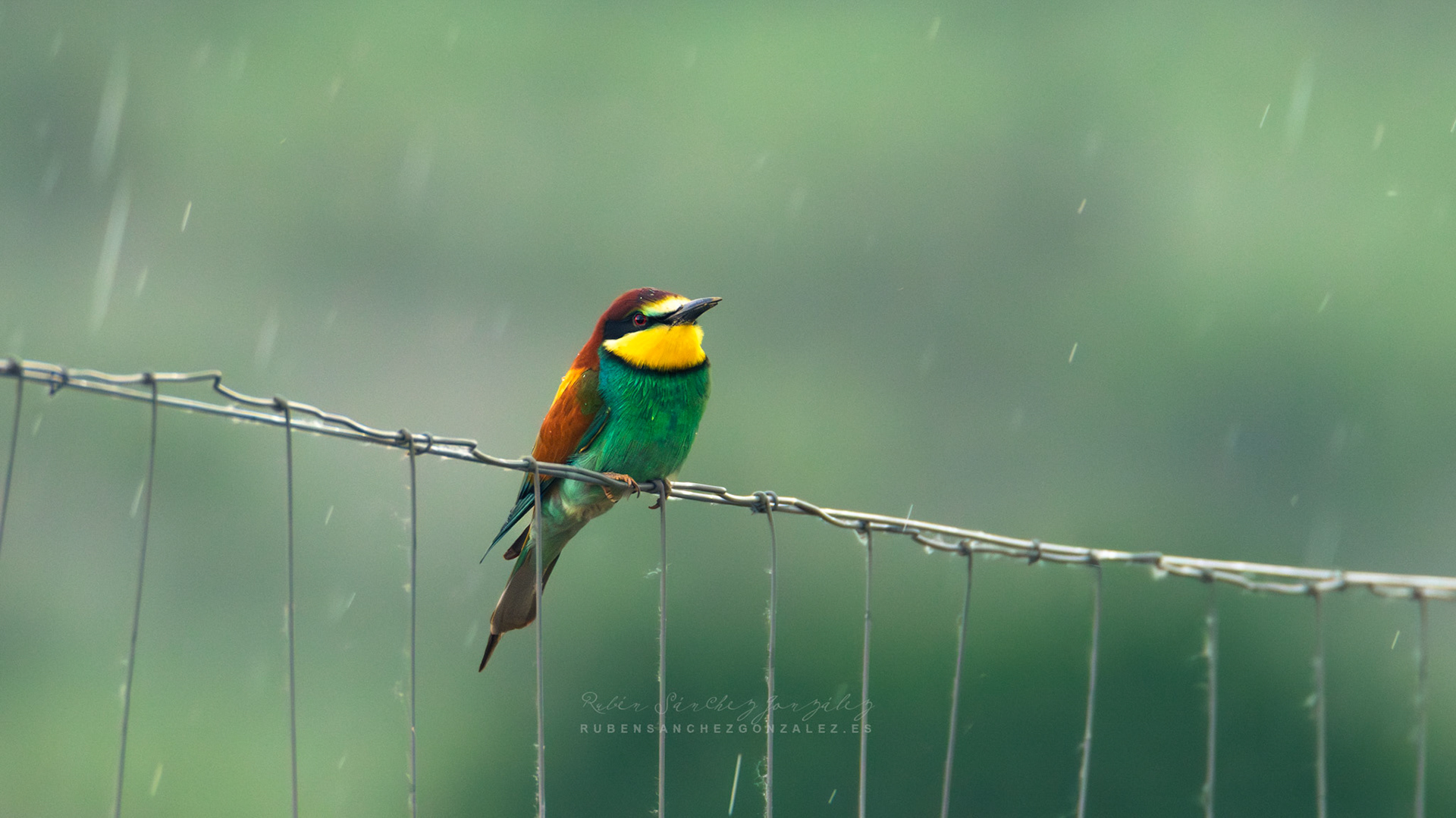 Abejaruco o Merops apiaster - Aves