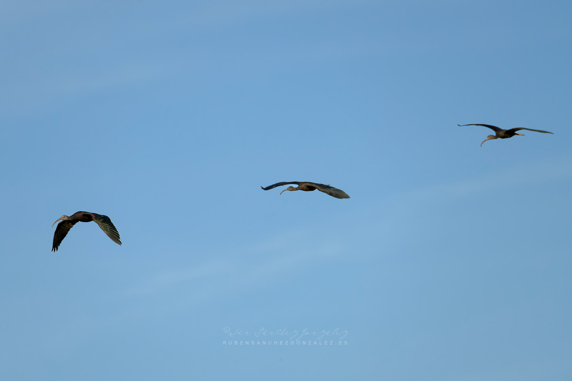 Morito común o Plegadis falcinellus - Aves