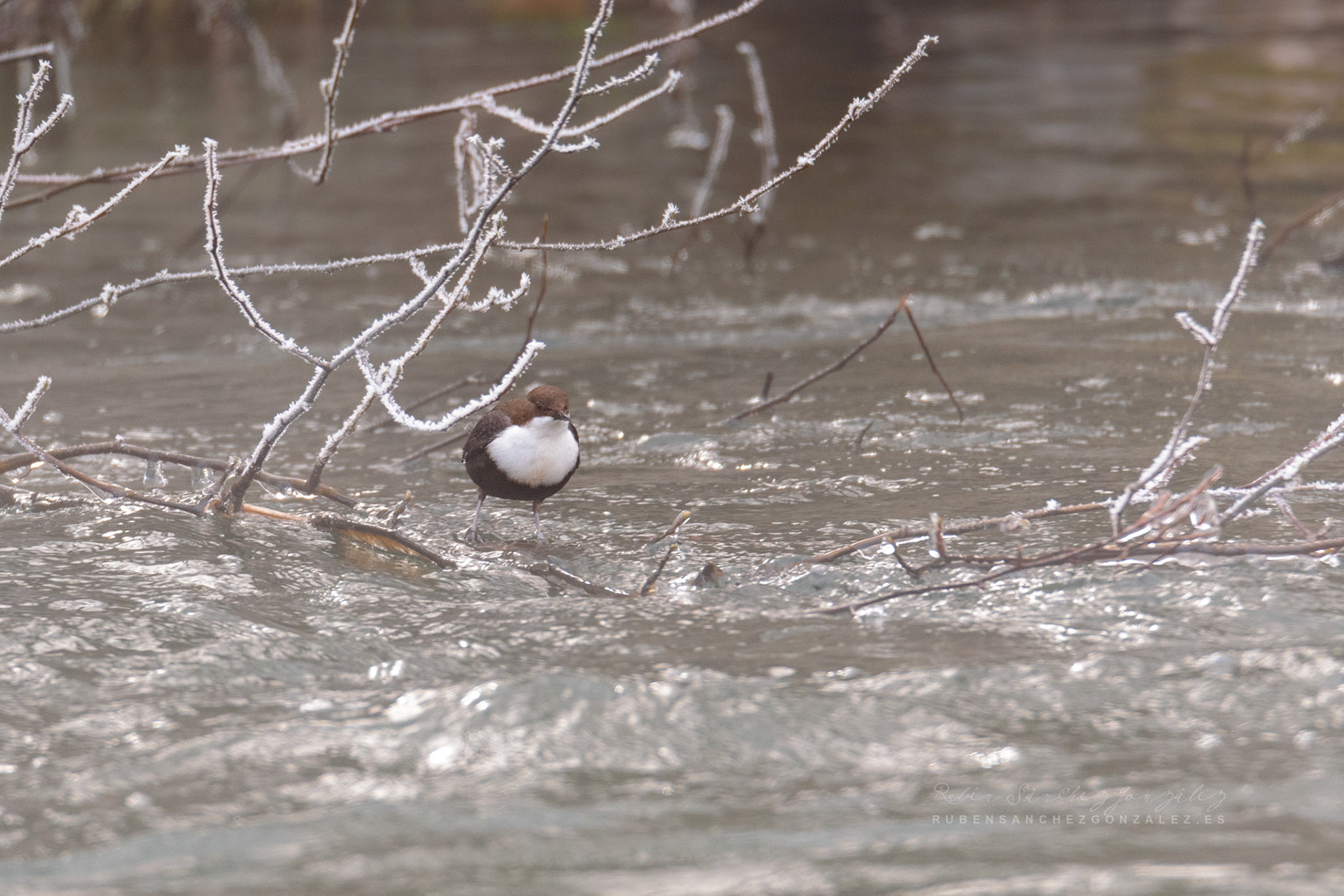 Mirlo acuático - Cinclus cinclus - Aves