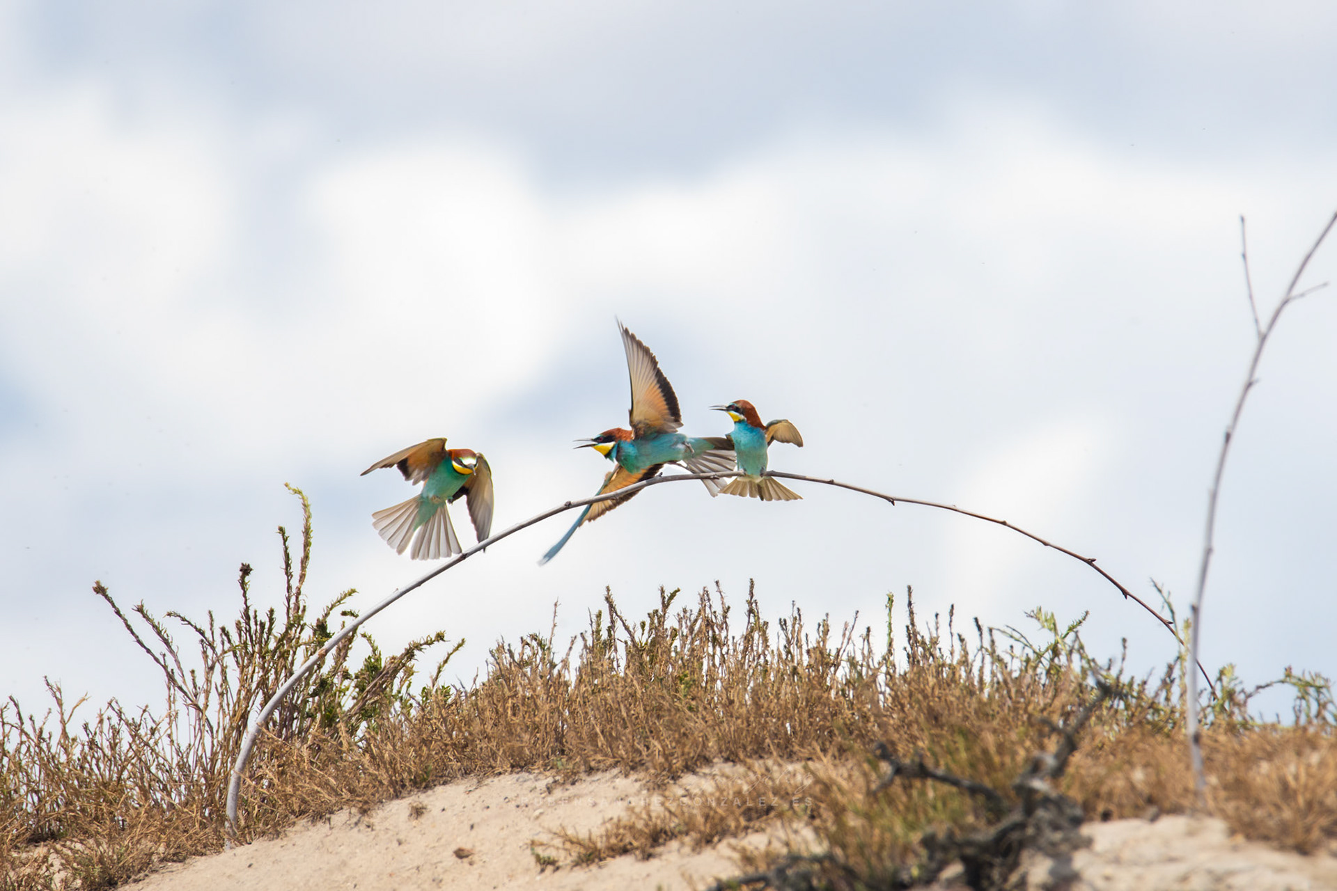 Abejaruco o Merops apiaster - Aves
