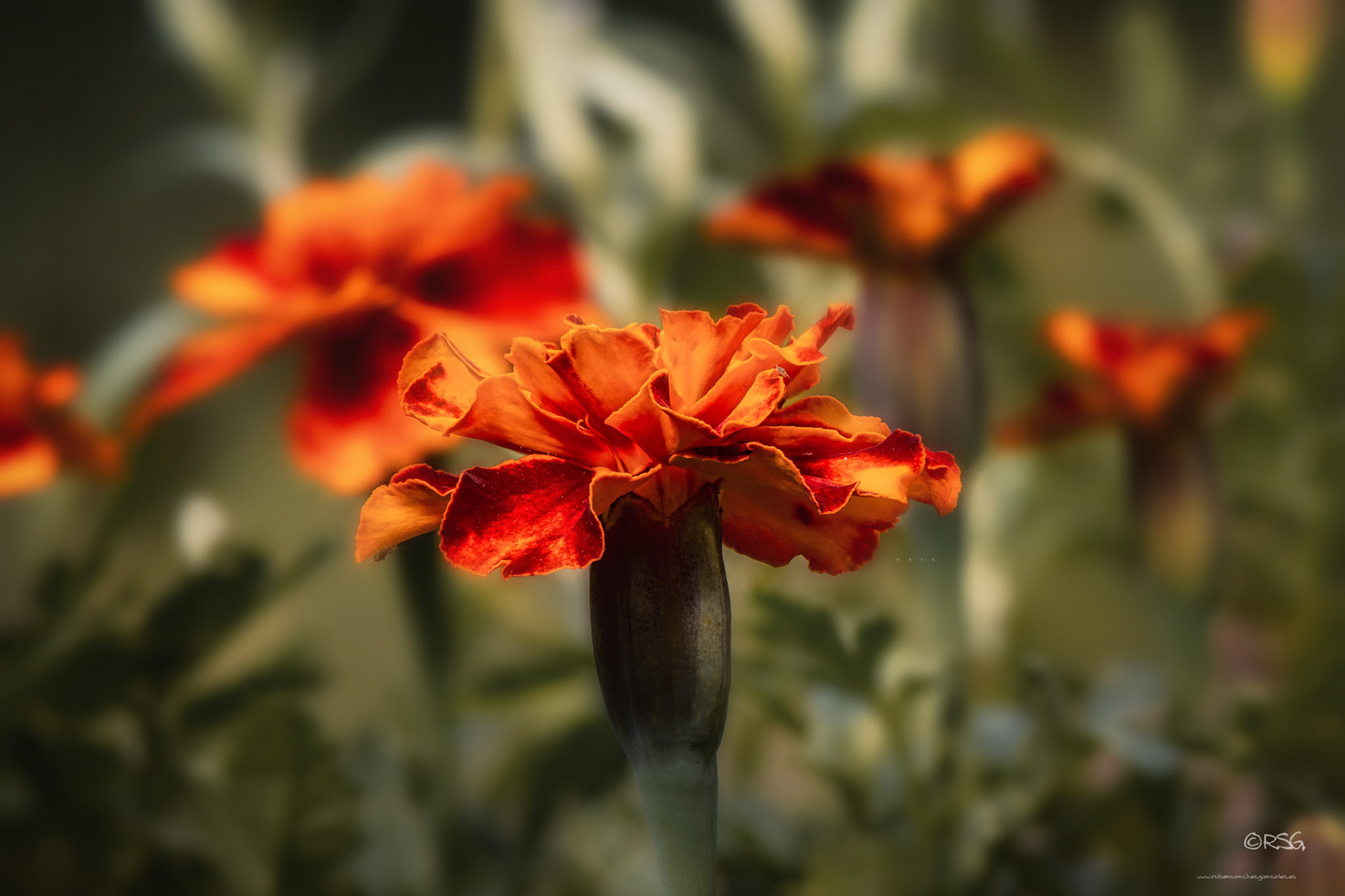 Tagete o clavel  chino - Macro