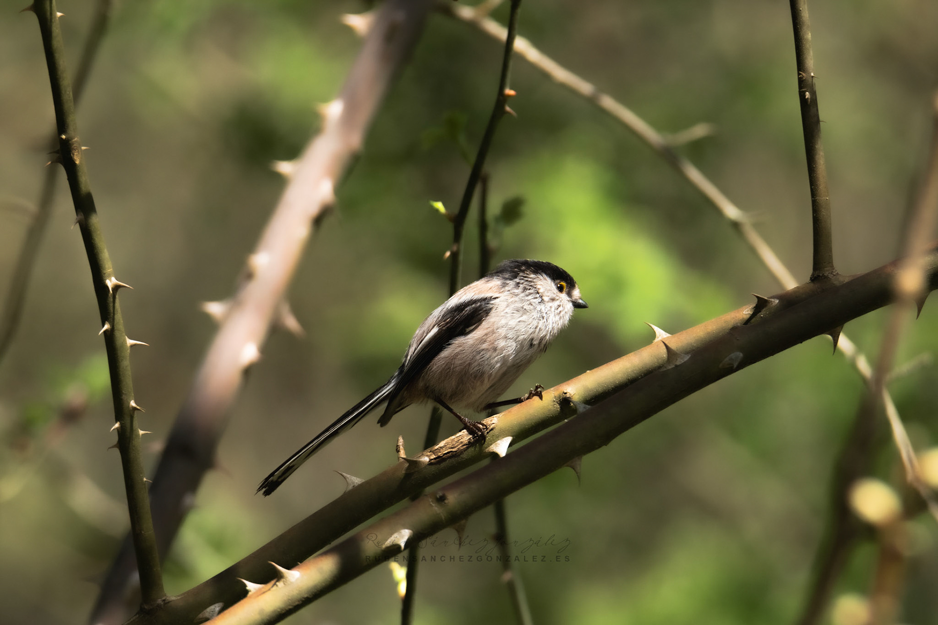Mito Común o Aegithalos caudatus - Aves