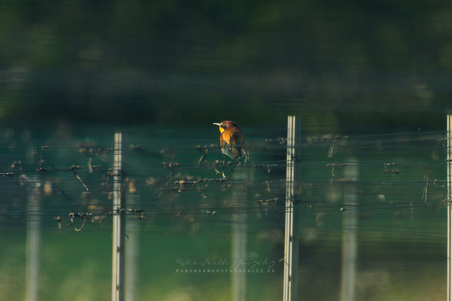 Abejaruco o Merops apiaster - Aves