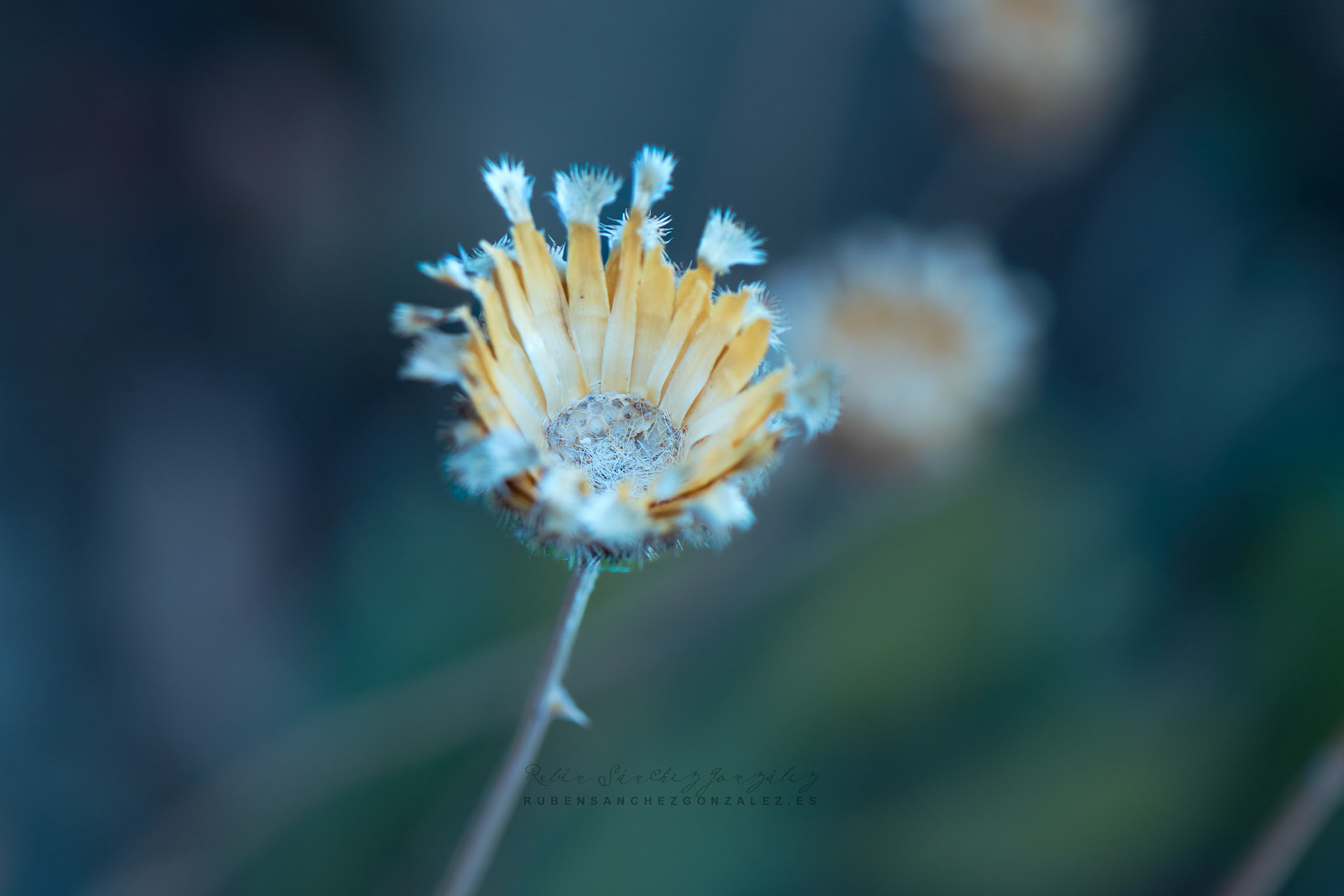 Centaurea lainzii - Plantas