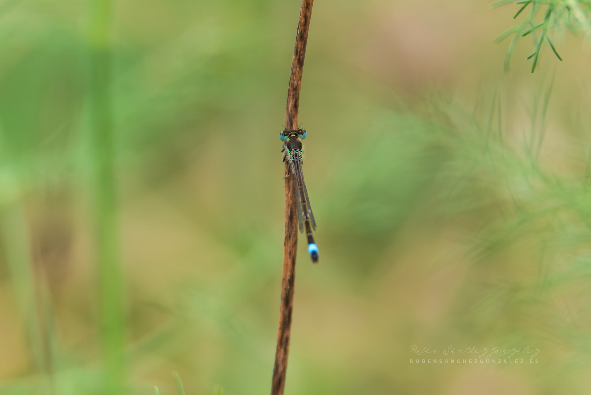 Ischnura elegans o  Cola azul común - Macro