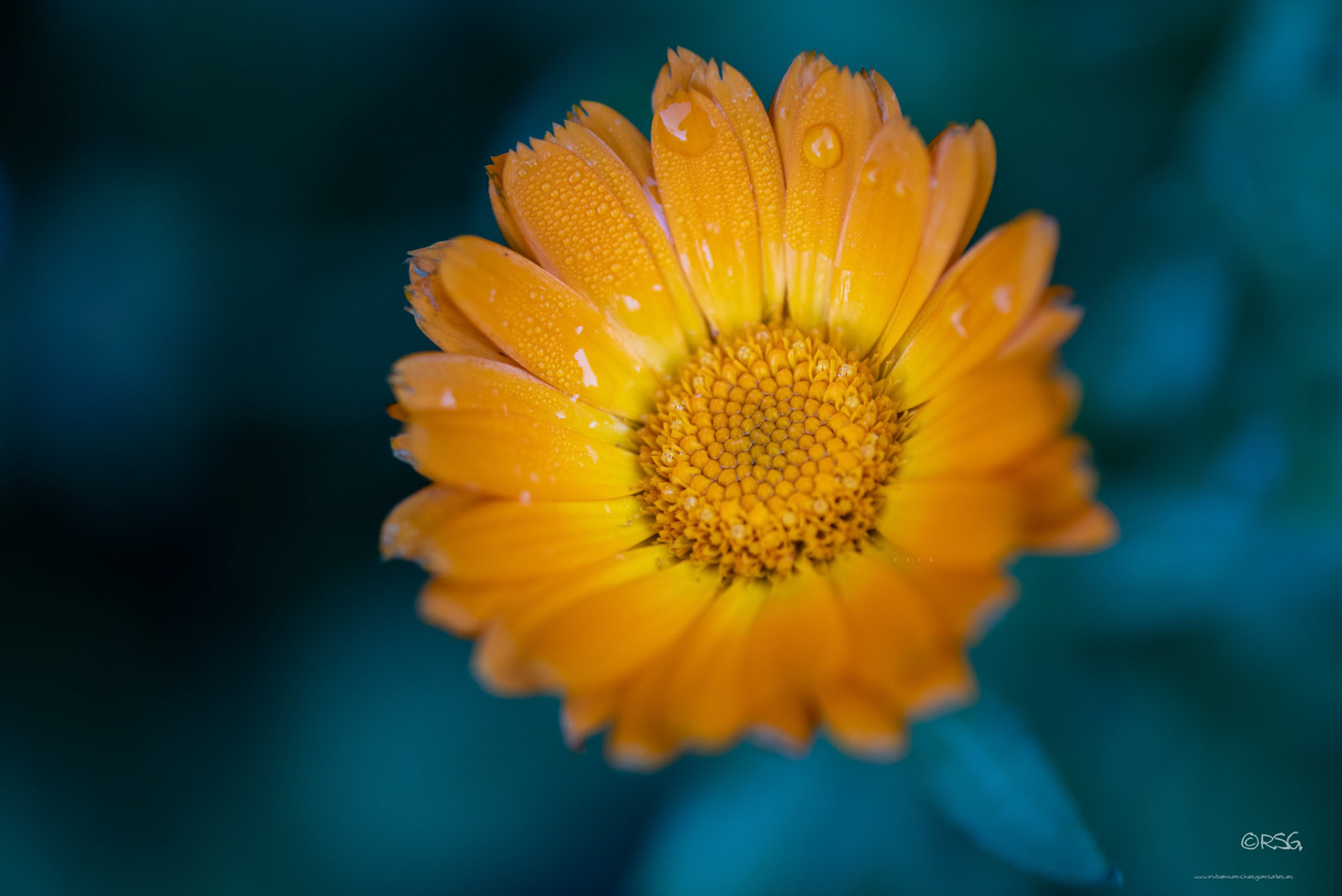 Margaritas con gotas de lluvia - Macro
