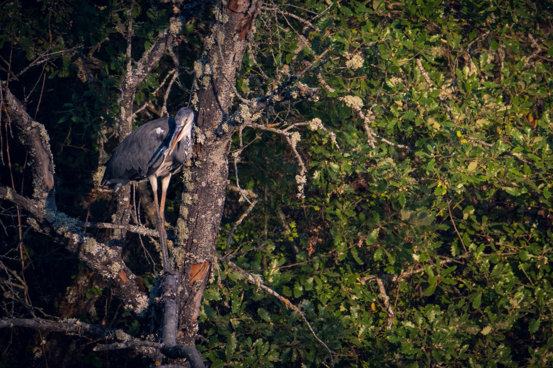 Garza Real o Ardea cinerea - Aves