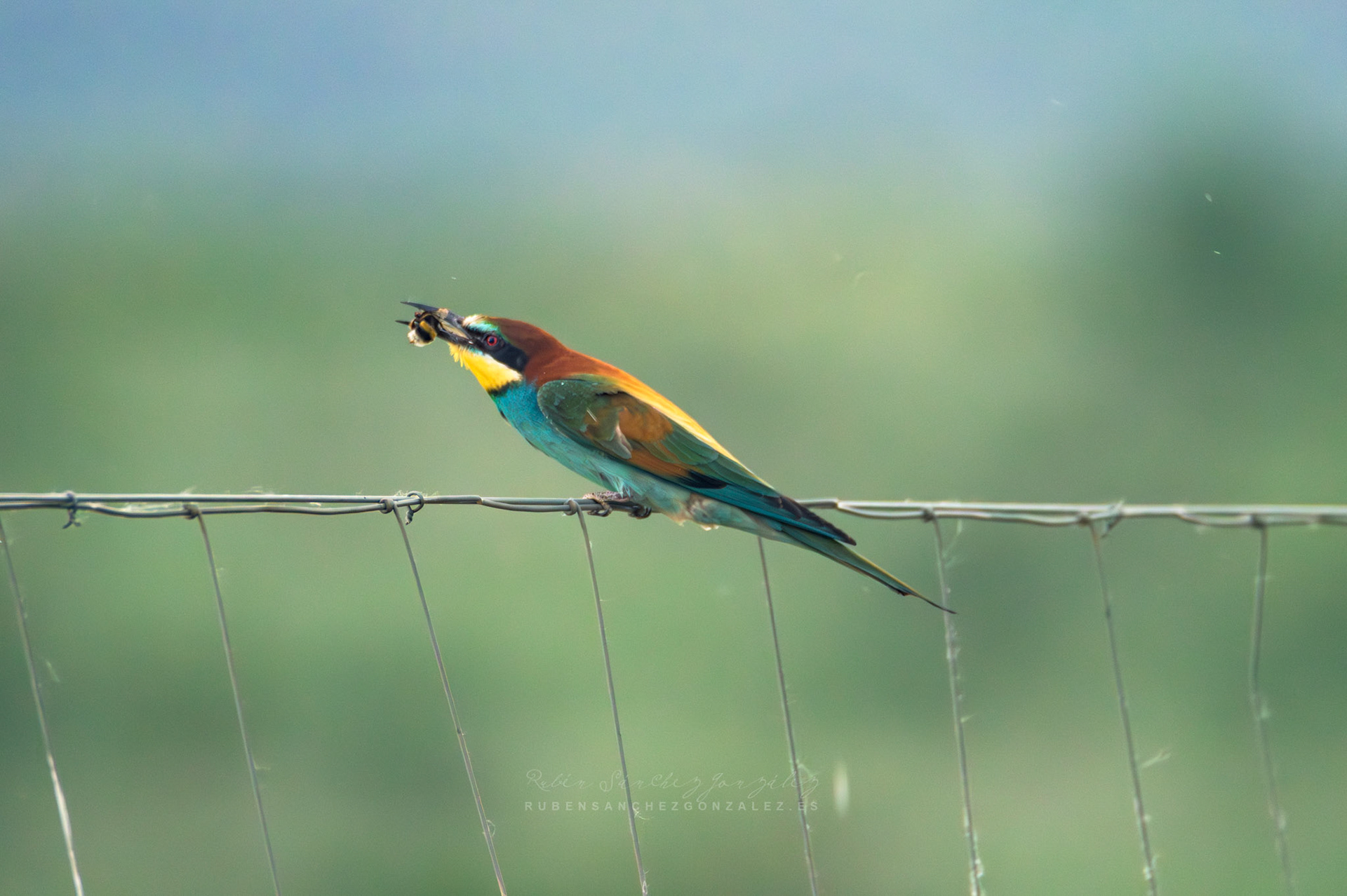 Abejaruco o Merops apiaster - Aves