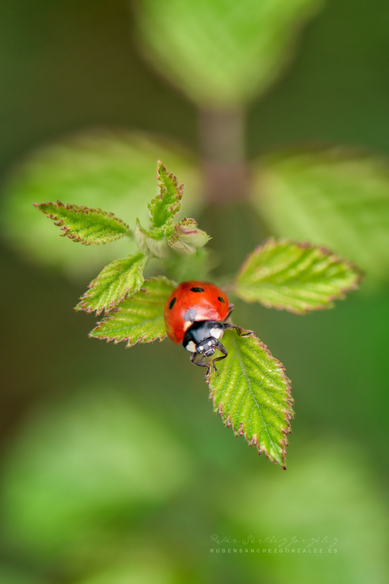 Mariquita o Coccinellidae - Macro