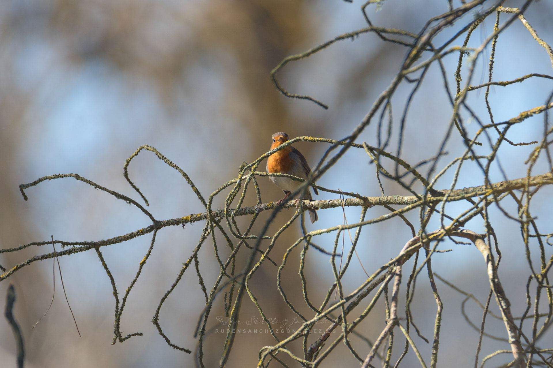 Petirrojo Paporrubio o Erithacus rubecula - Aves