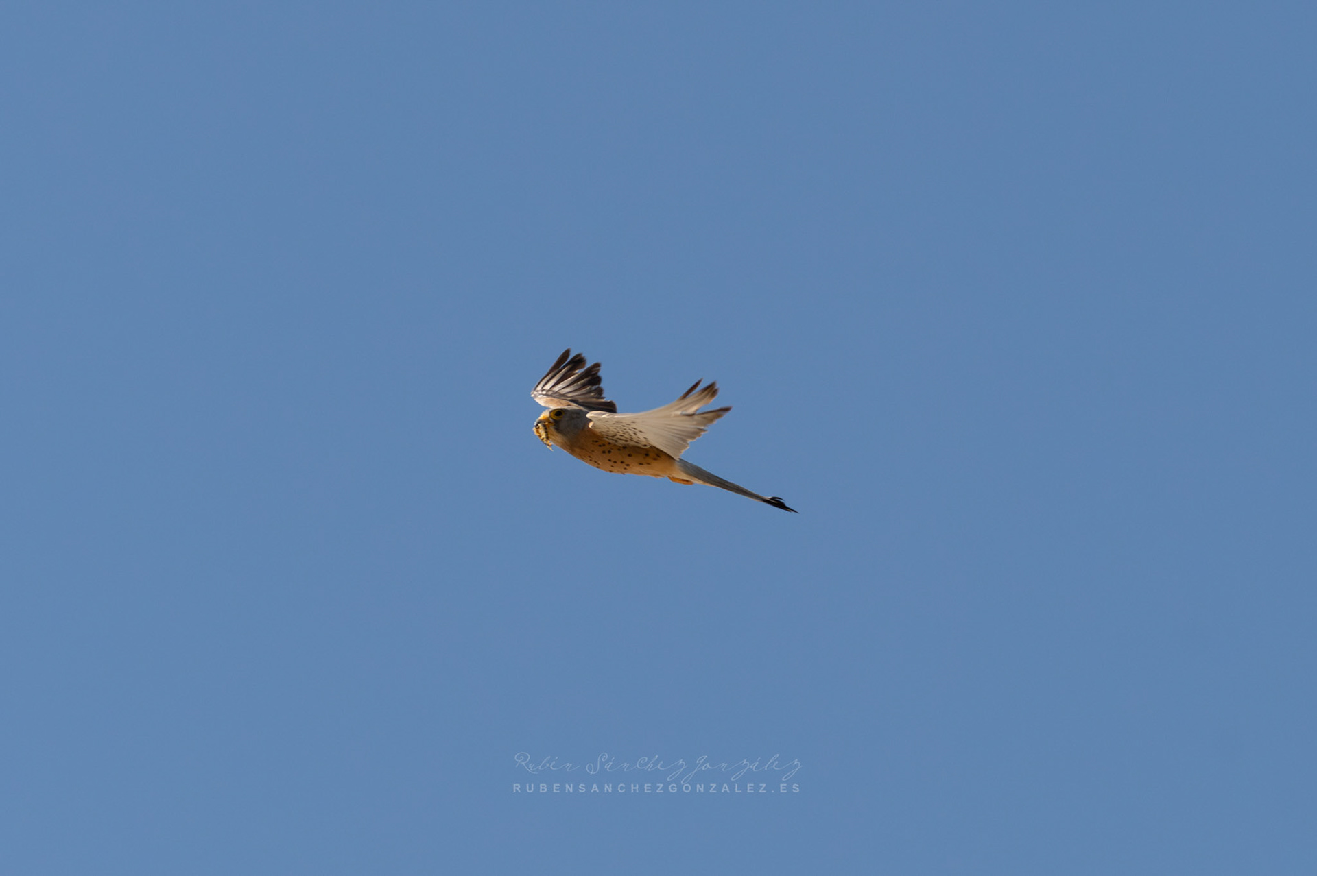 Cernicalo o Falco tinnuculus - Aves