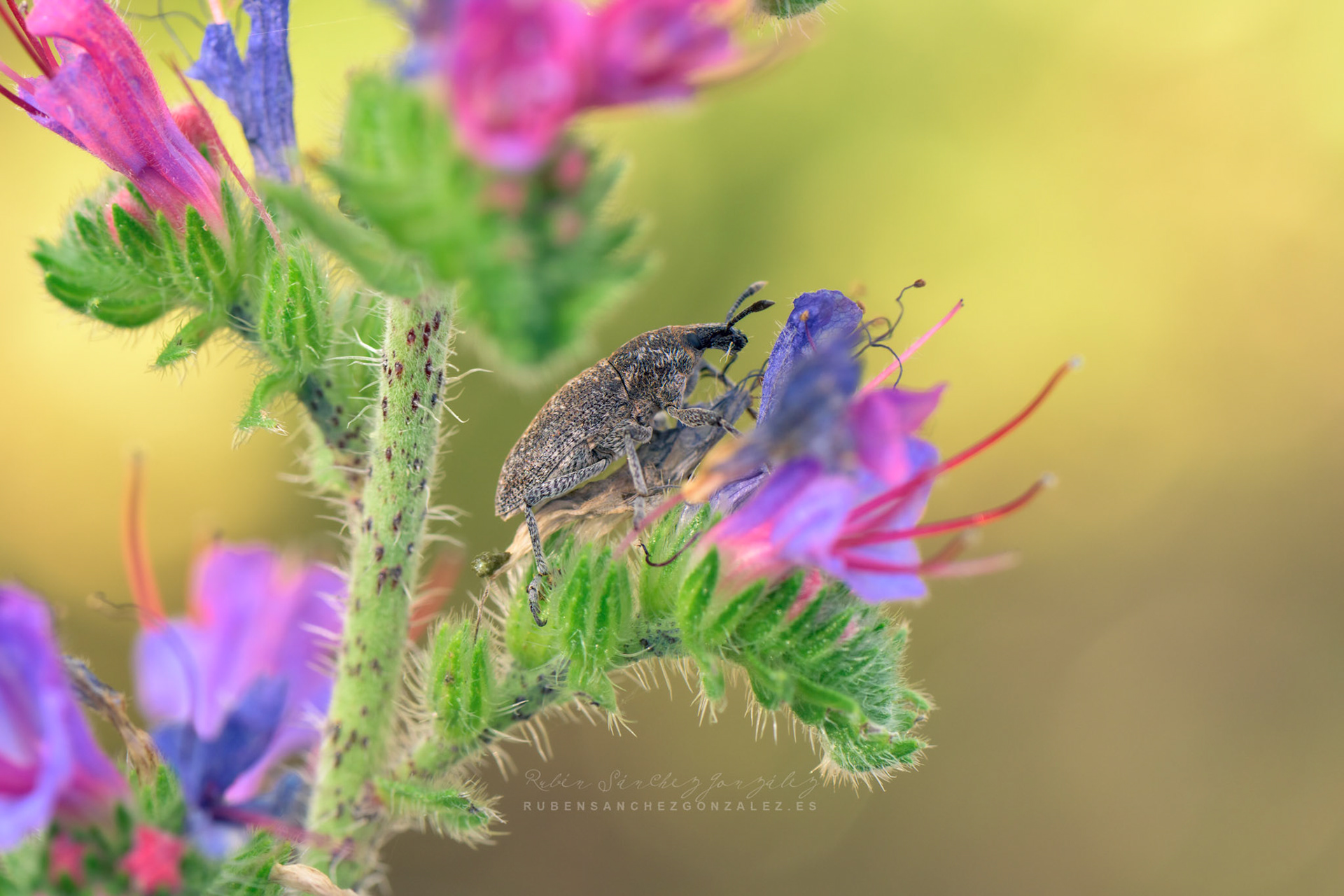 Escarabajo o Larinus carlinae - Macro