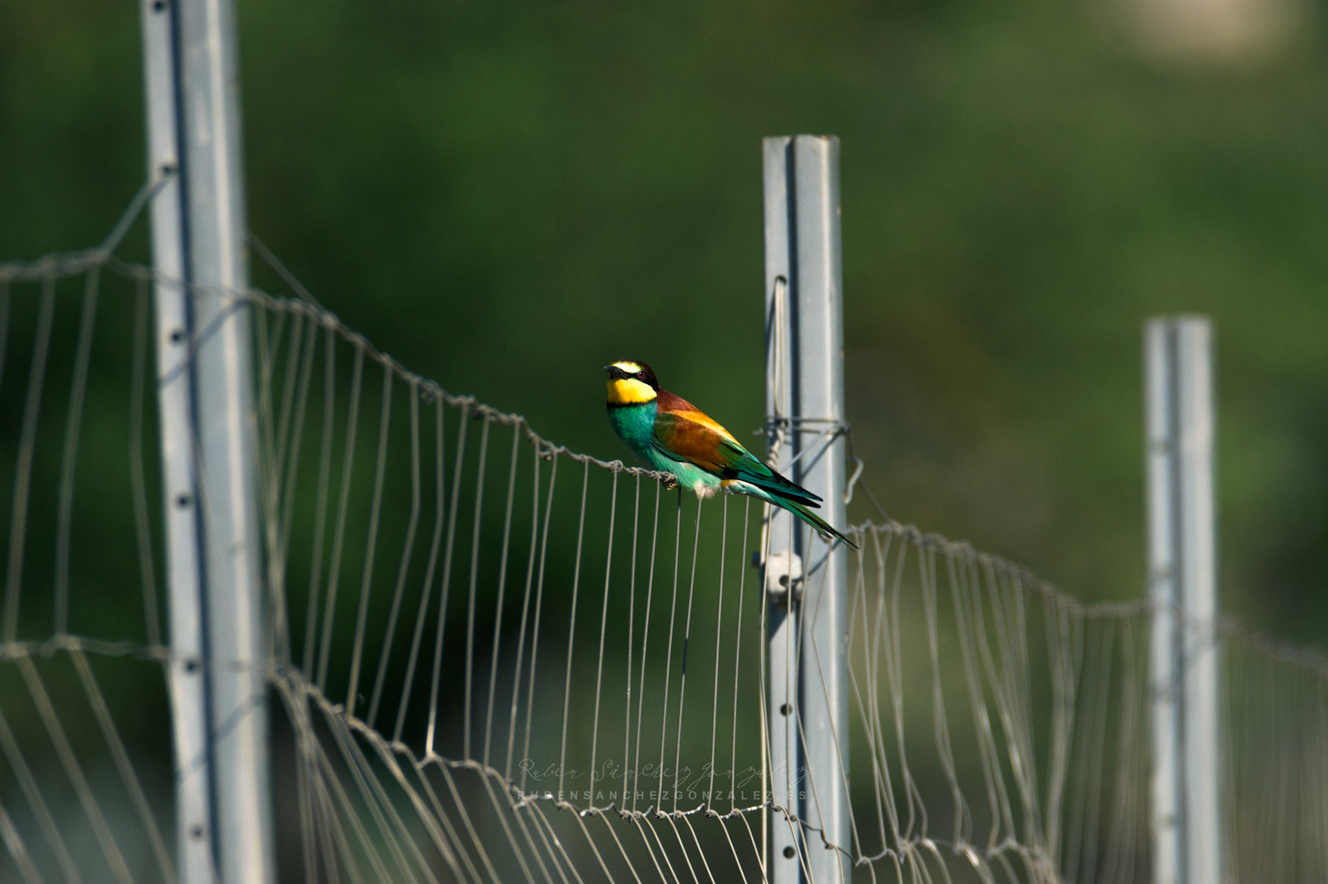 Abejaruco o Merops apiaster - Aves