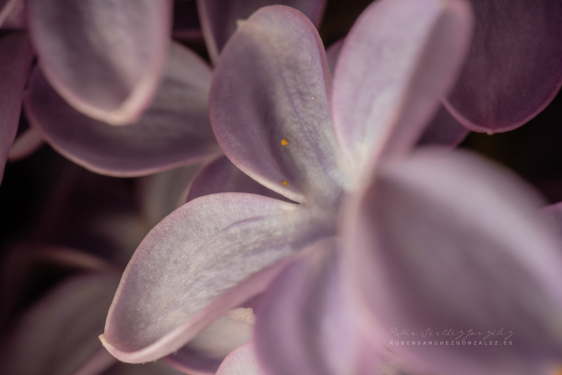 Syringa vulgaris - Lilo  - Flor Macro