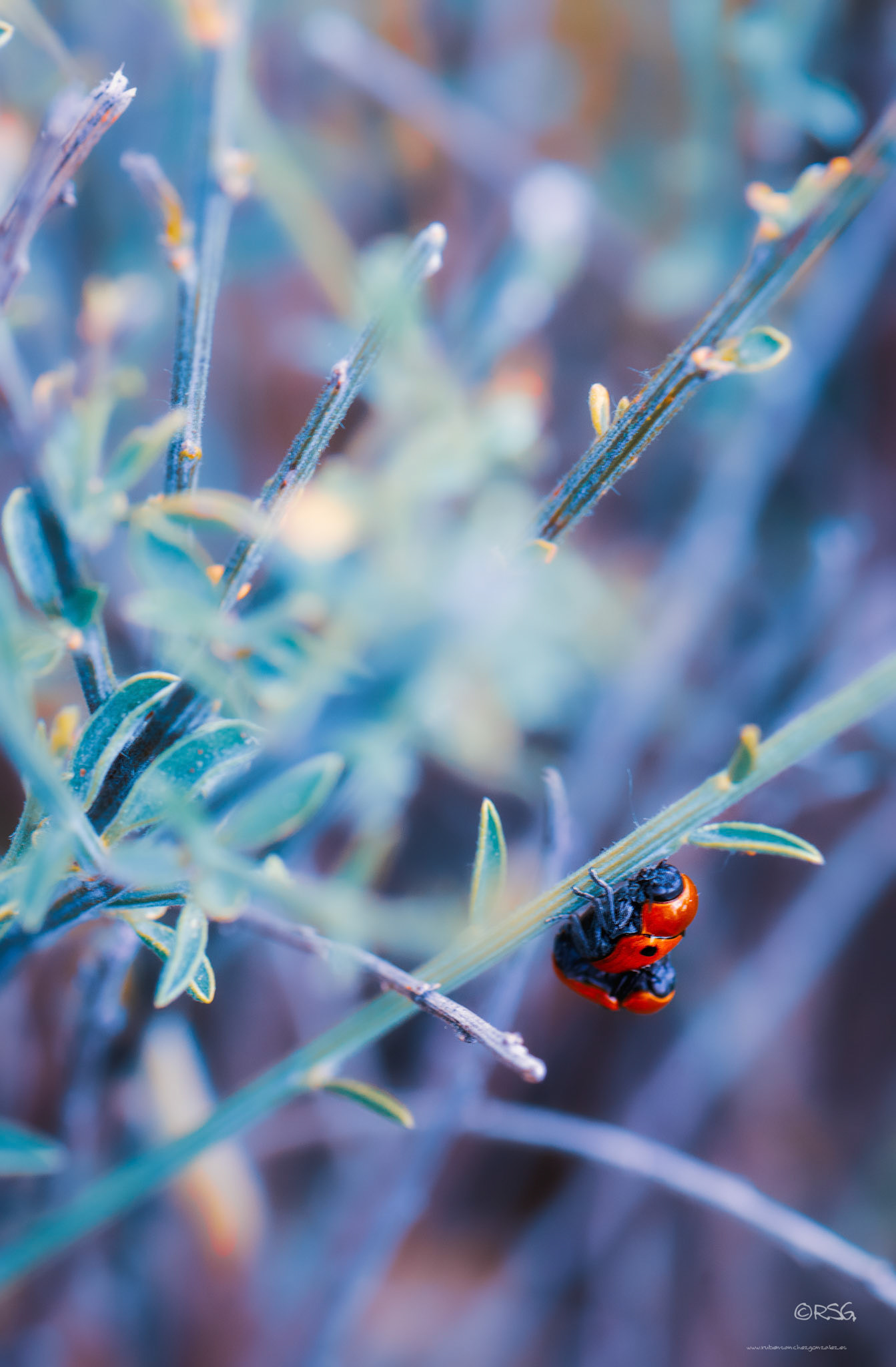 Mariquitas en la intimidad - Macro
