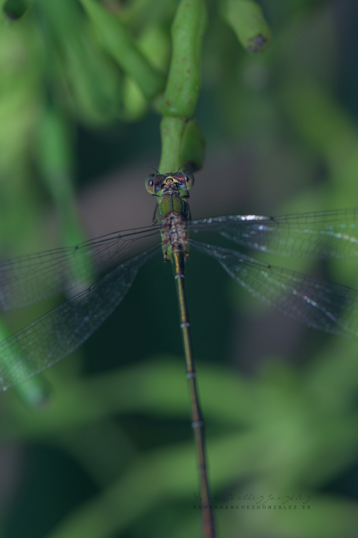 Libelula o Lestes inaequalis - Macro