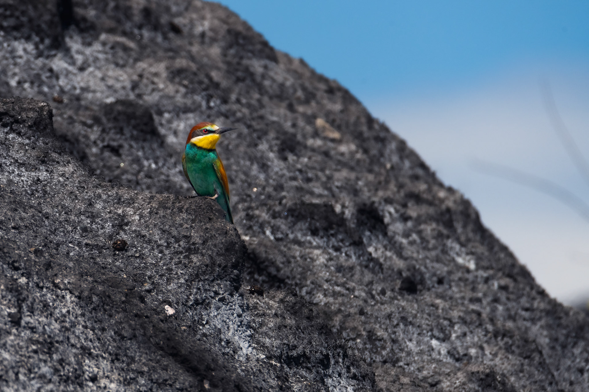 Abejaruco o Merops apiaster - Aves