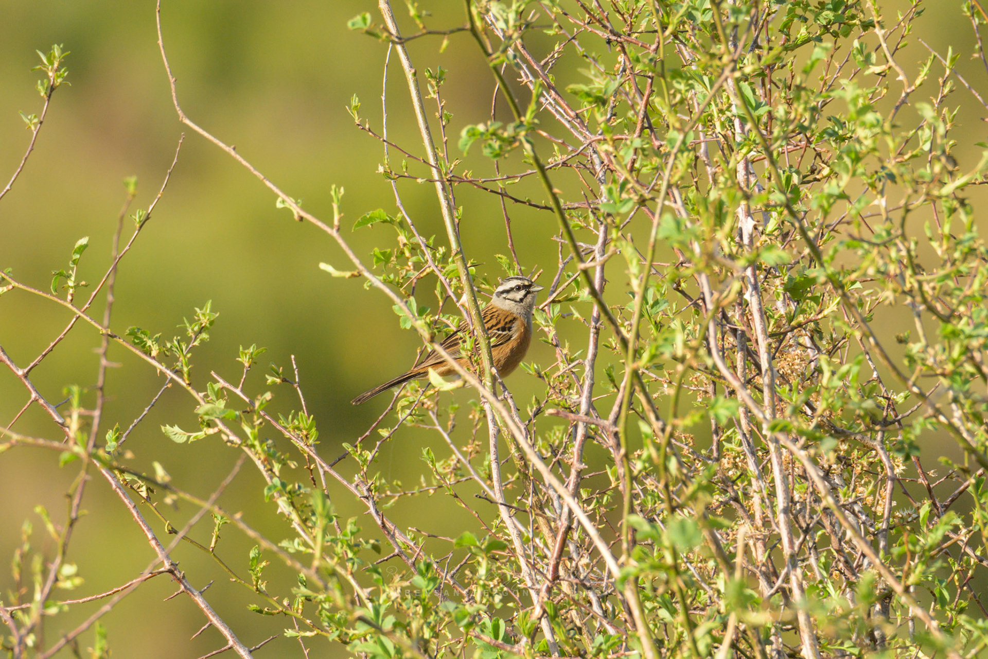 Escribano montesino o Embariza cia - Aves