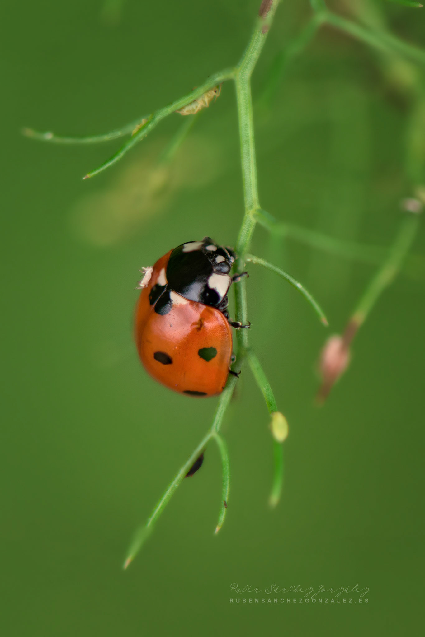 Mariquita o Coccinellidae - Macro