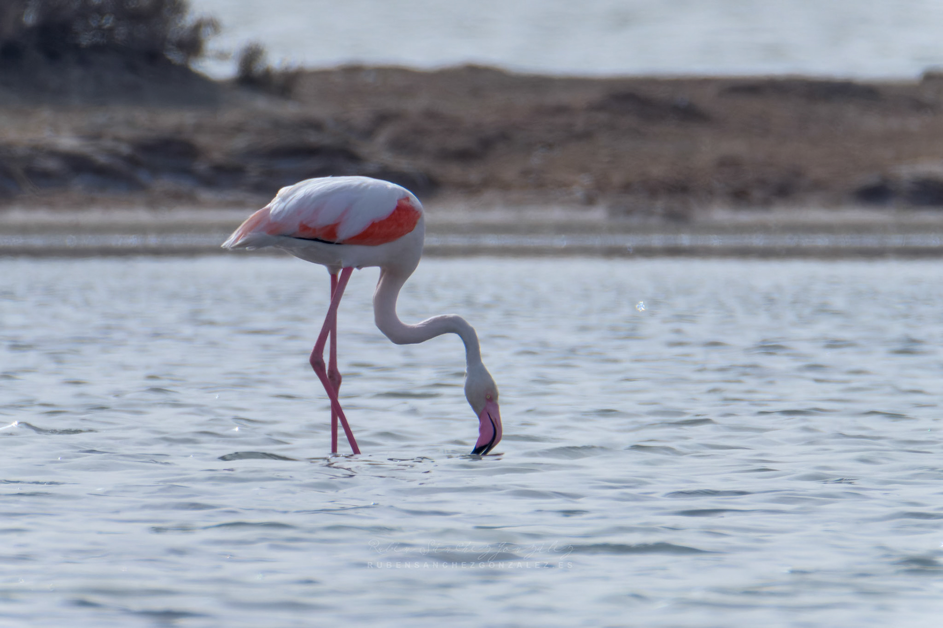 Flamenco o Phoenicopterus roseus - Aves