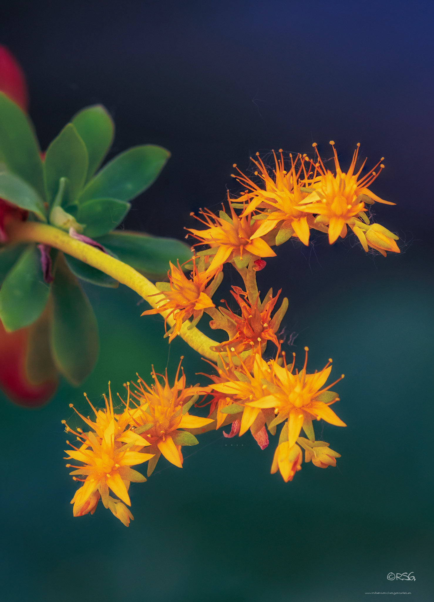 Sedum palmeri - Macro