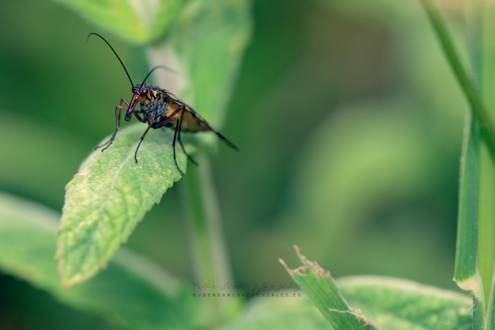 Panorpa communis o Mosquito Escorpión Hembra - Macro