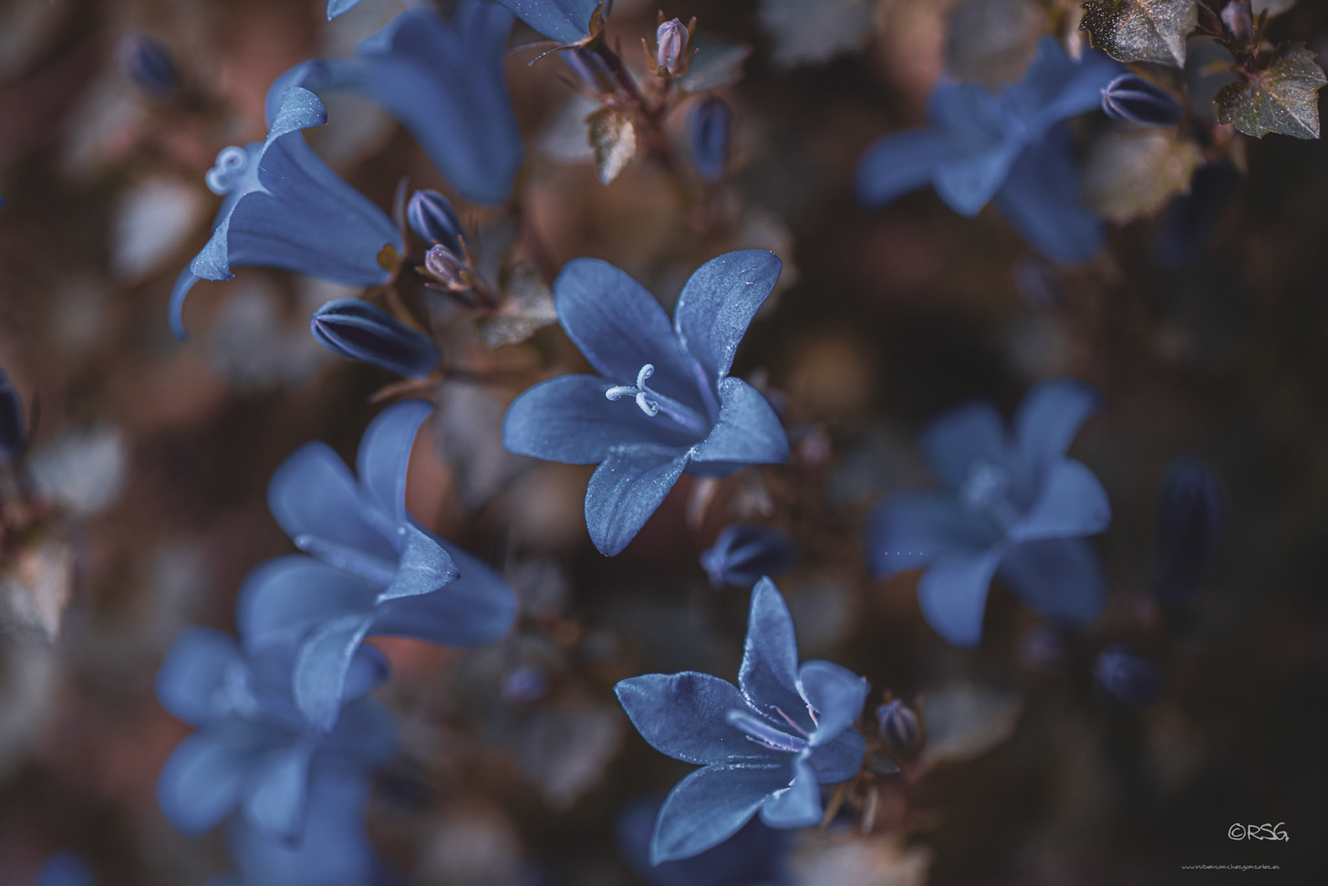 Campanillas Azules - Macro