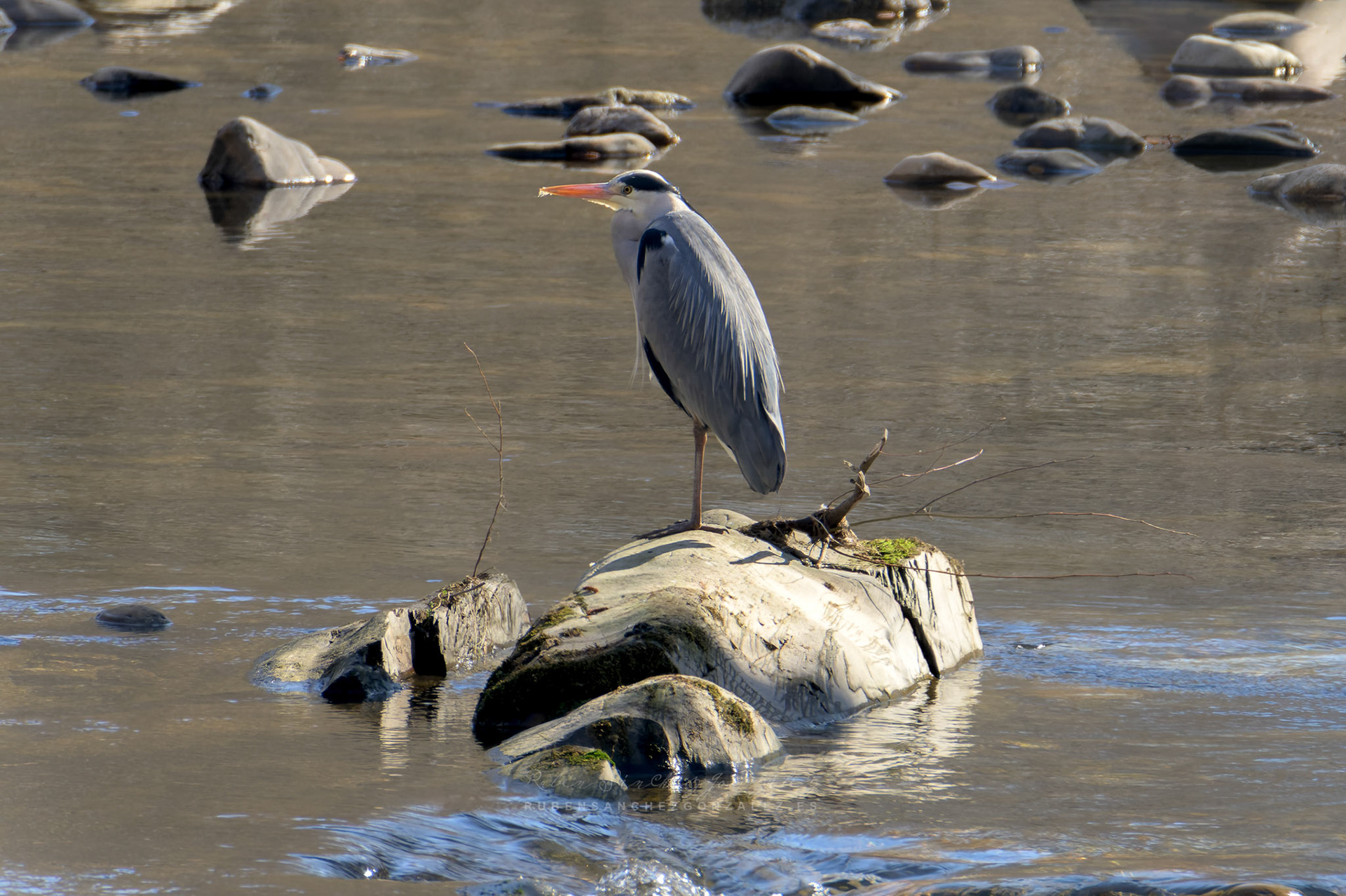 Garza Real o Ardea cinerea - Aves