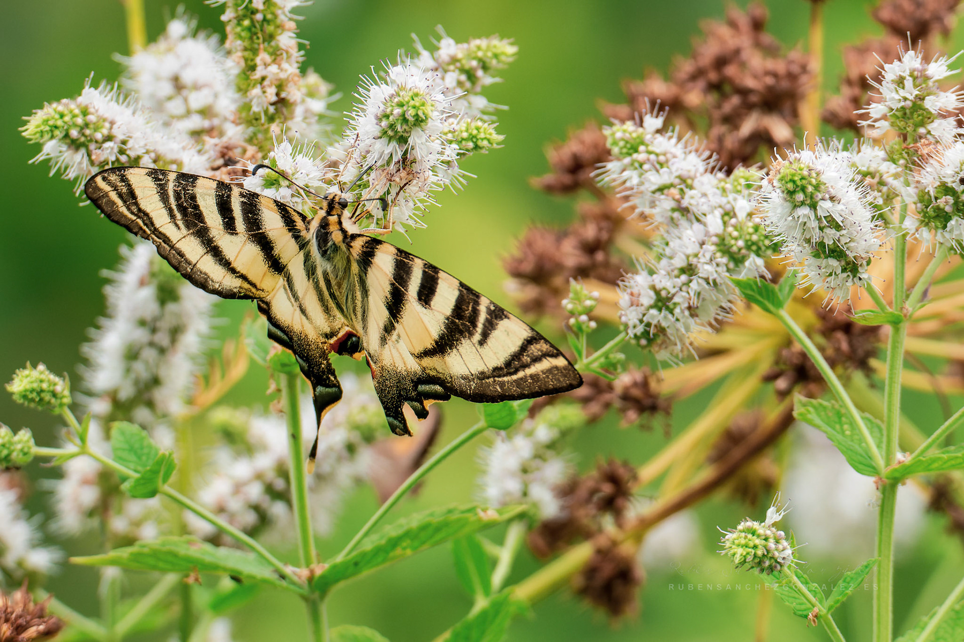 Mariposa Linnaeus o Iphiclides podalirius - Macro