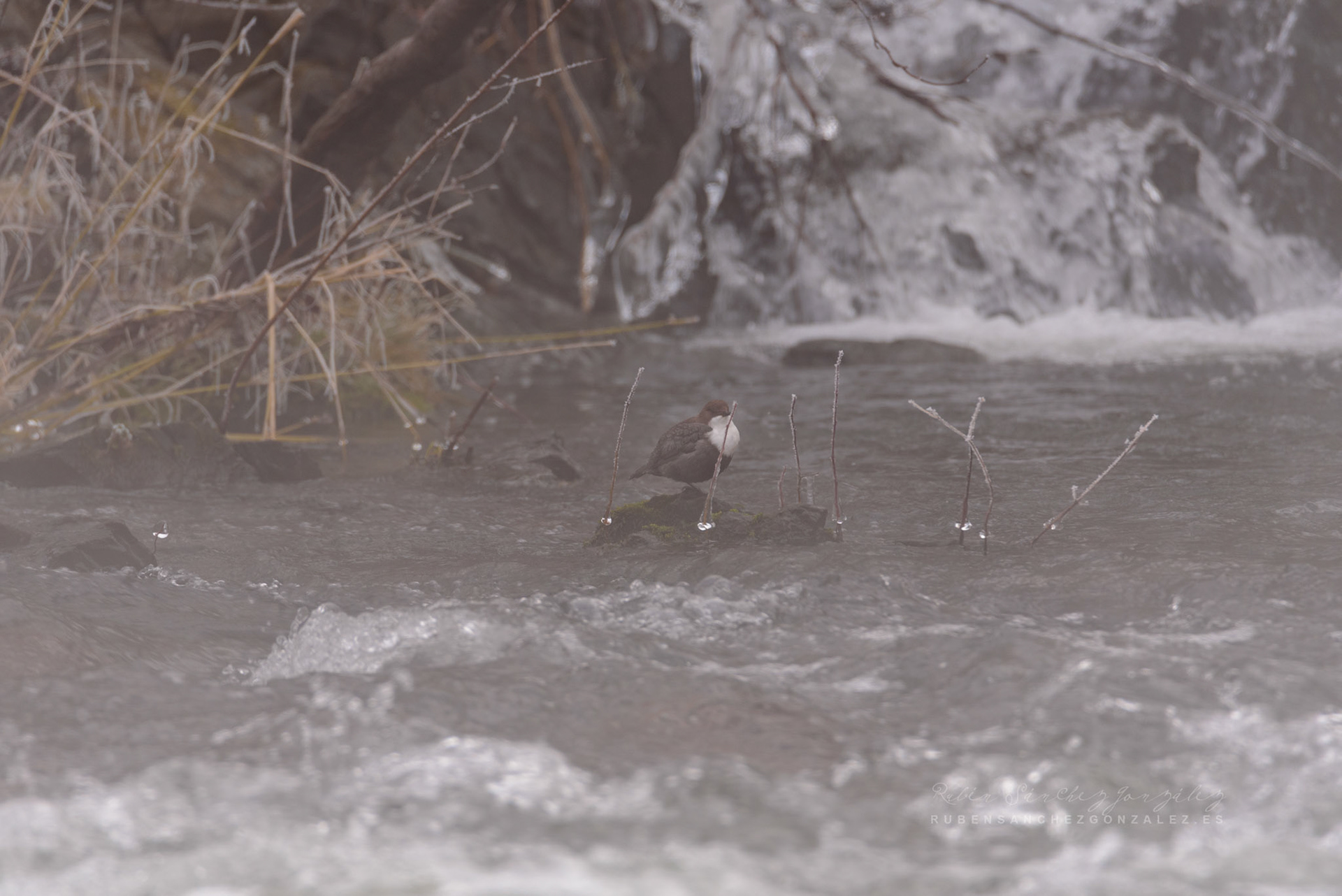 Mirlo acuático - Cinclus cinclus - Aves