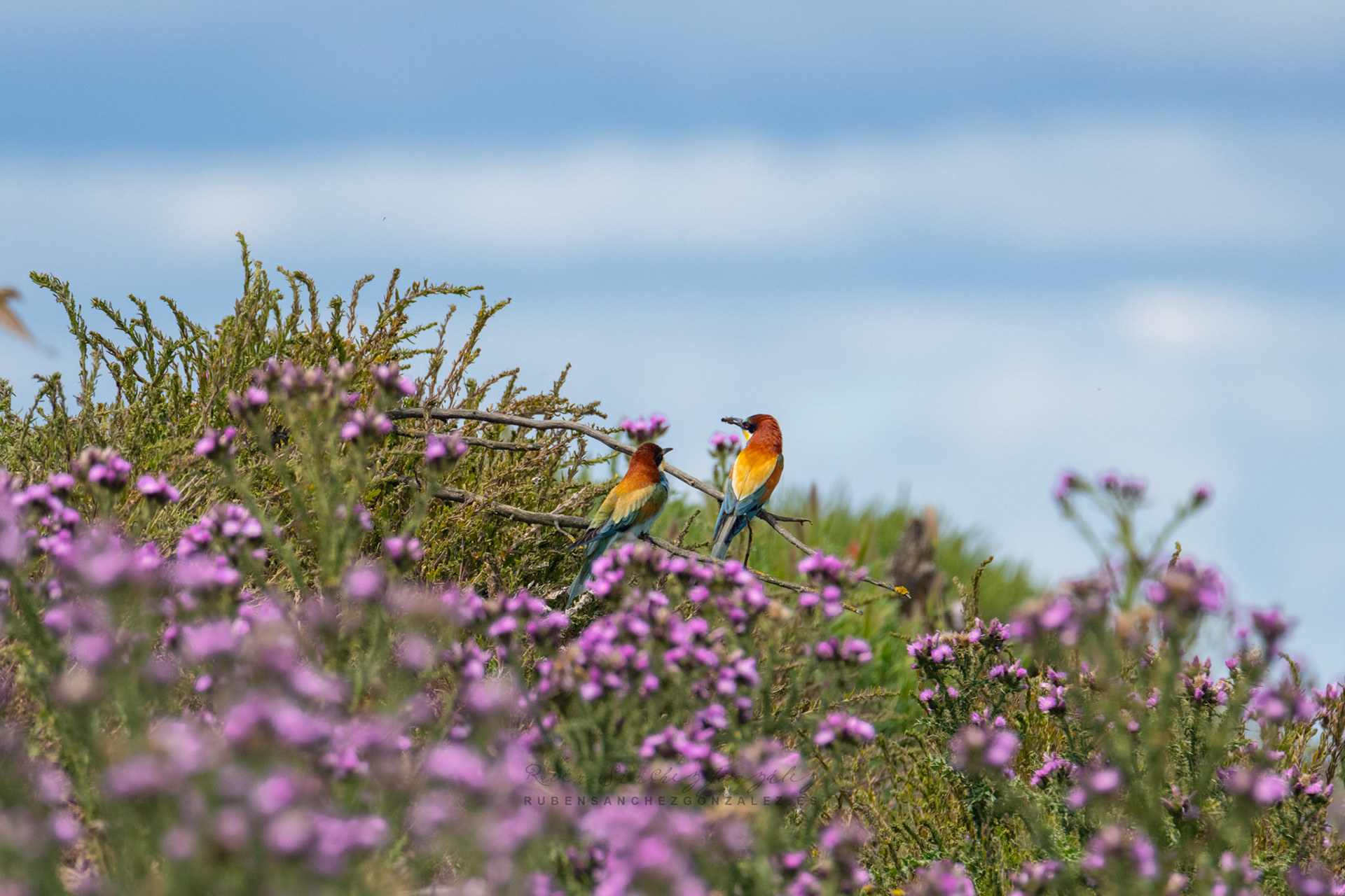 Abejaruco o Merops apiaster - Aves