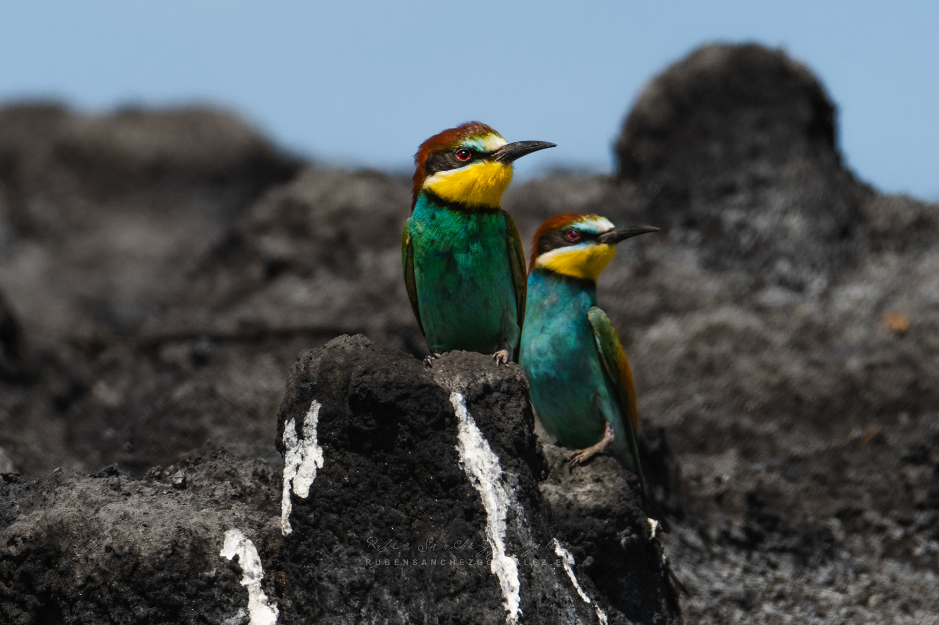 Abejaruco o Merops apiaster - Aves