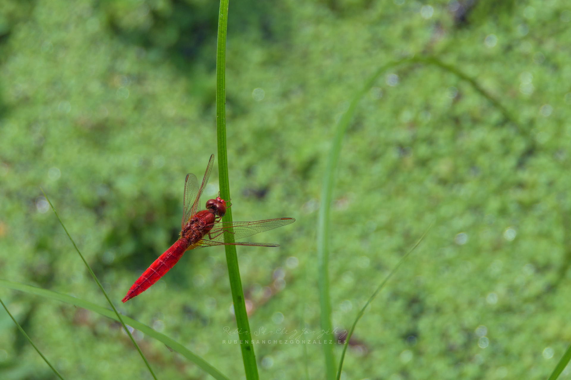 Libélula escarlata o Crocothemis erythaea - Macro