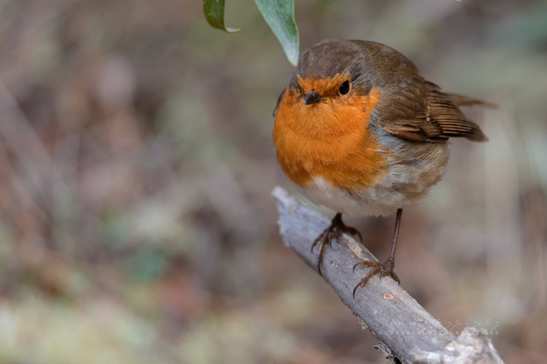 Petirrojo Paporrubio o Erithacus rubecula - Aves