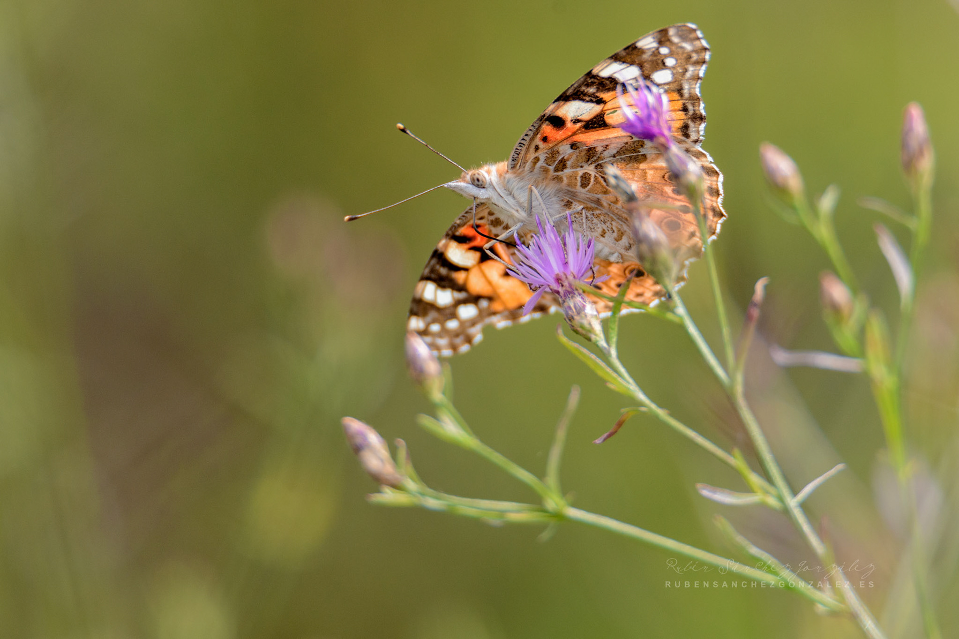 Mariposa Vanessa Cardui o lepidóptero ditrisio - Nymphalidae - Macro