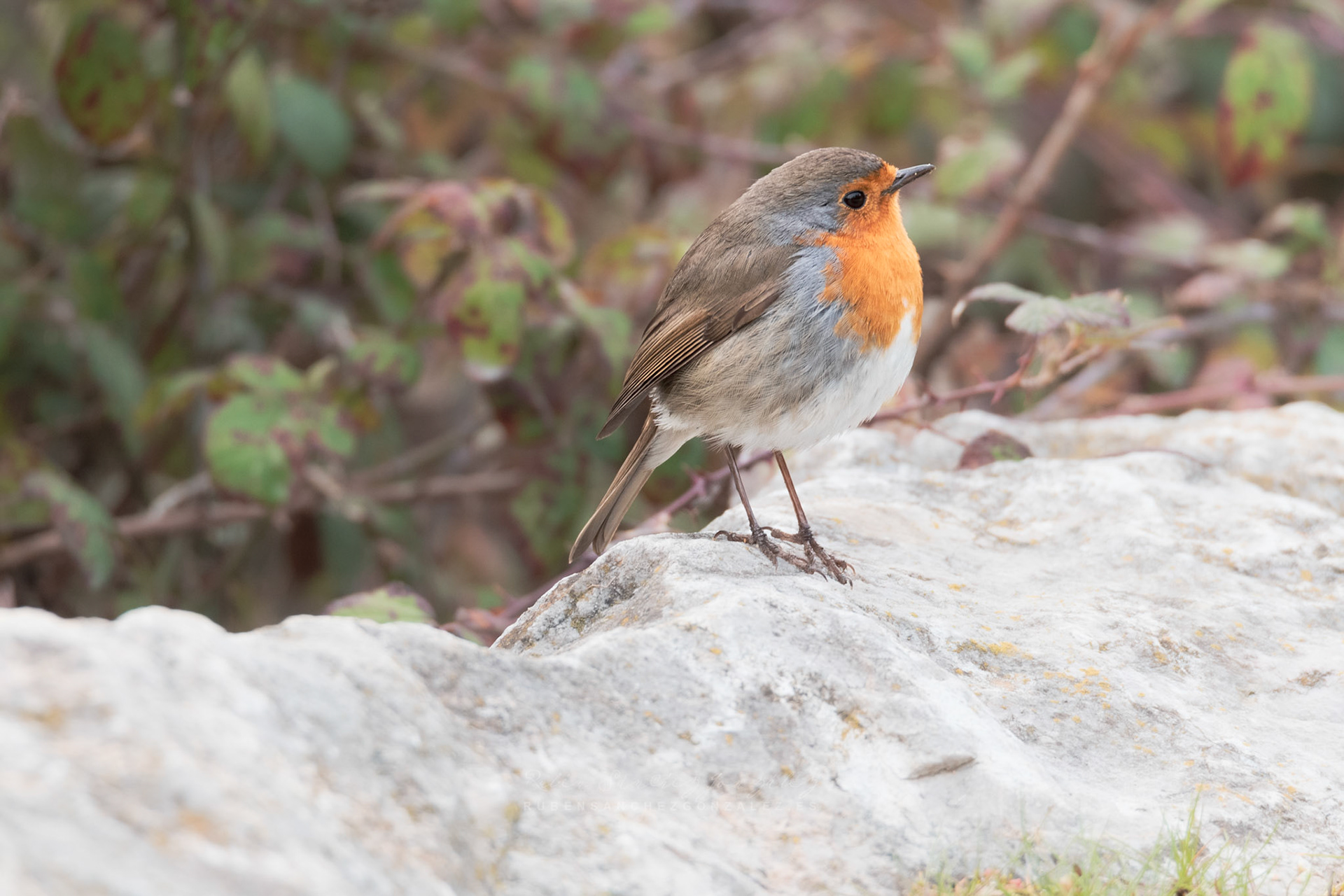 Petirrojo Paporrubio o Erithacus rubecula - Aves