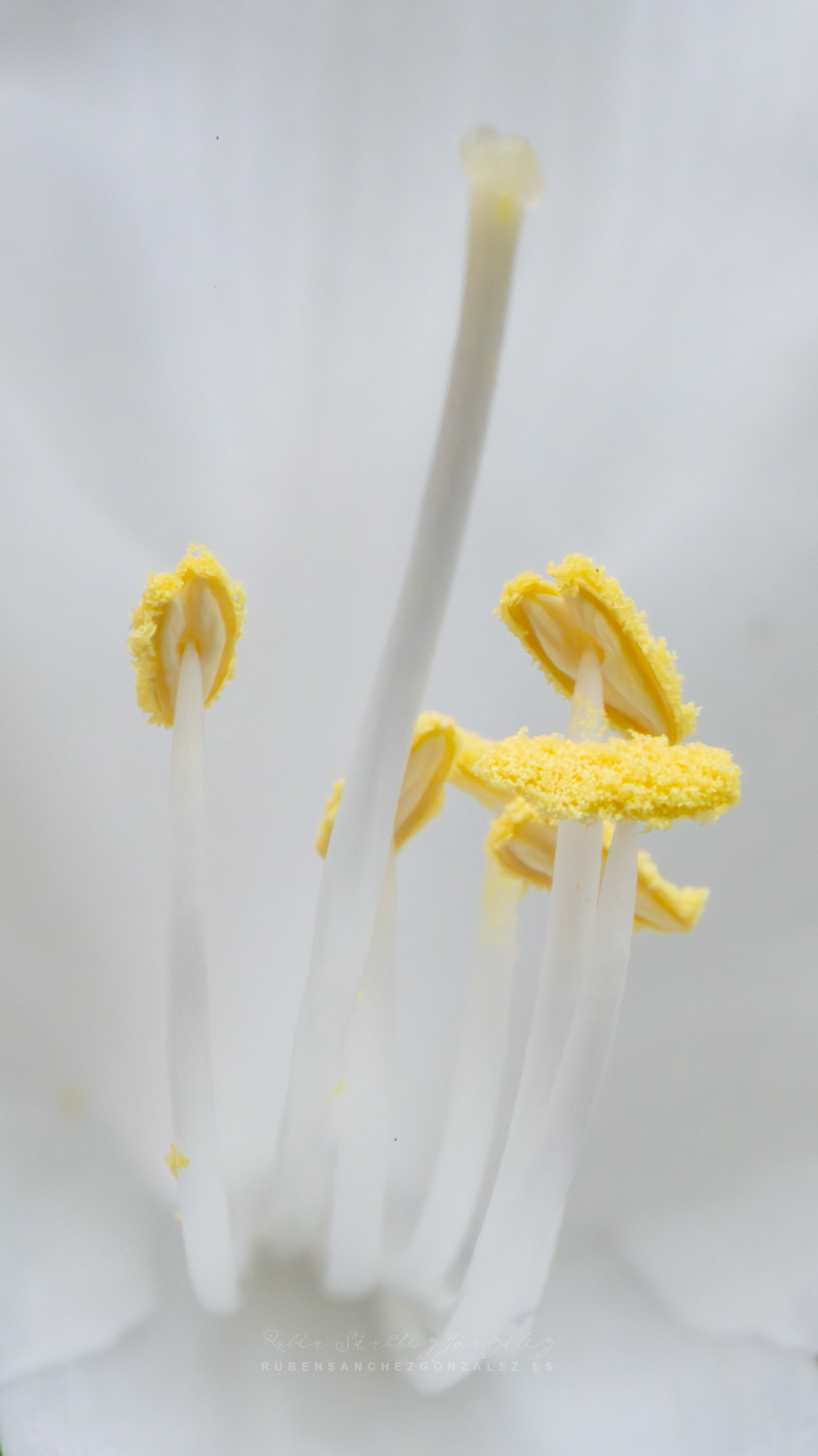 Lirio o Lilium candidum - Flores