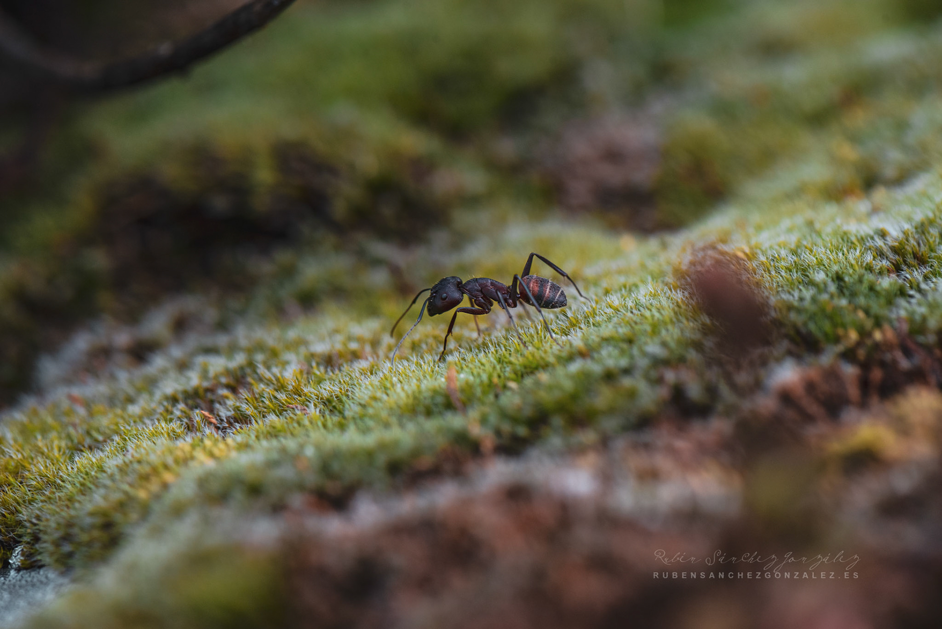Hormiga exploradora - Macro